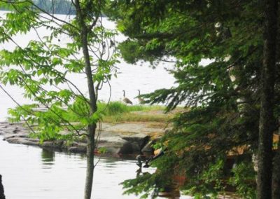 Perch Lake Wildlife